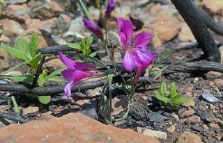 Yangında zarar gören Bördübet’in eko sistemi...