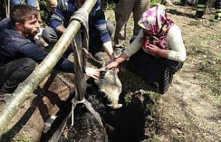 Yangından kaçarken kuyuya düşen büyükbaş hayvan...
