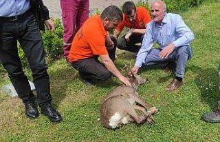 Yaralı karaca tedavi altına alındı