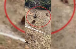 Yol kenarına inen ayılar kamerada