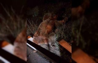 Yola fırlayan ayı telef olurken bir aracı da hurdaya...