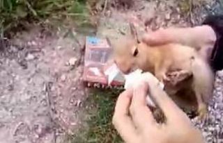 Yolda yaralı bulduğu sincaba vatandaştan şefkat...