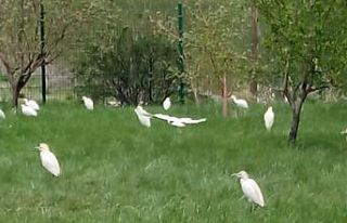 Yolunu şaşıran göçmen kuşları işyeri bahçeye...