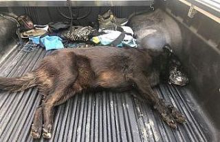 Zehirlenen köpek kurtarılamadı