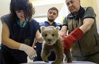1,5 aylık yavru ayı ameliyat edildi