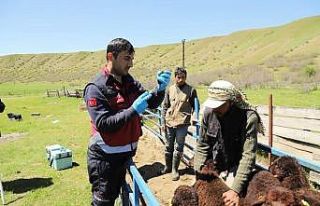 15 bine yakın aşı yapıldı