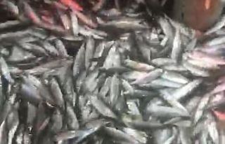 1,5 ton balık yakaladılar, yüzleri güldü