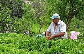 2023 yaş çay sezonu açıldı