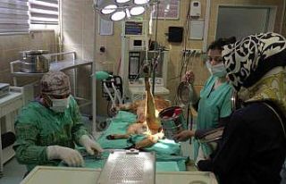 2023’ün ilk çeyreğinde büyükbaş hasta sayısı...