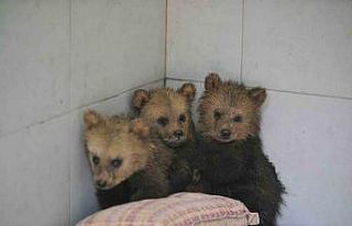 2,5 aylık sevimli ayılar barınağın yeni maskotları...