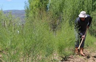 30 yıllık ’Kuşkonmaz’ hayalini gerçekleştirdi