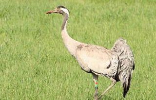 6 yıl önce Zara’da görülmüştü, bu kez farklı...