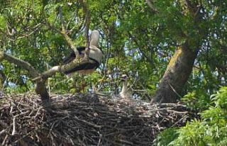 900 leylek yuvasına ev sahipliği yapıyor