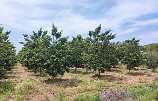 Adana’da hurma bahçesinde boğazı kesilmiş erkek...