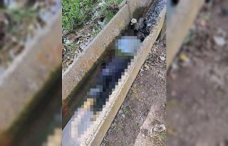 Adana’da sulama kanalında kadın cesedi bulundu
