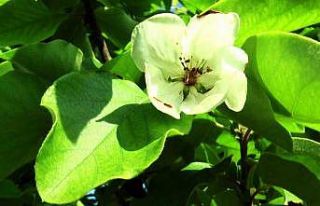 Adına şarkılar yazılan dalların altın sarısı...