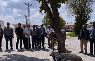 Afetlerin son bulması ve bereket için kurban kestiler