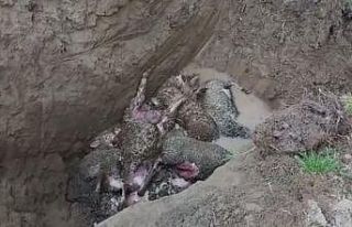 Ağıla giren kurt 10 koyunu telef etti