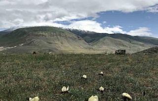 Ağrı Dağı eteklerinde yetişen ’kurt kulağı...