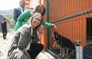 AK Parti’li Çankırı’dan sokak hayvanları için...