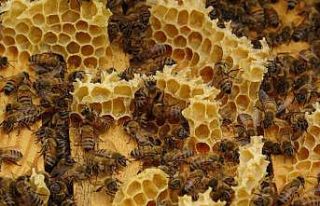 Akademik arılar, üretime başladı