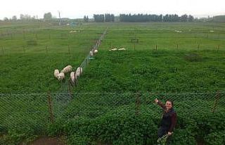 Akademisyenlerden kaliteli ve ucuz et üretimi için...