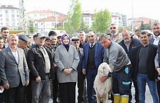 Akyurt’ta çiftçilere damızlık koç desteği