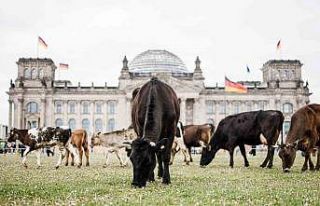 Almanya’da aktivistler meclis önünde inek otlattı