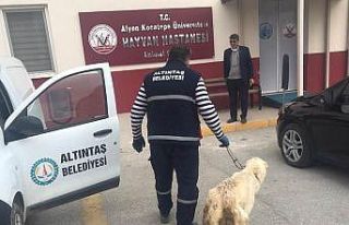 Altıntaş Belediyesi yarlı köpeği tedavi ettirdi