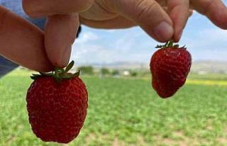 Ana yolda araçları durduran lezzet: Kuyulu çileği...