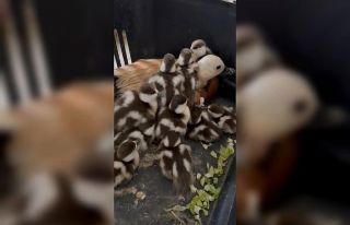 Angıt yavruları yumurtadan çıktı