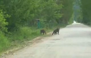 Anne ayı ve yavruları köy yakınında görüntülendi