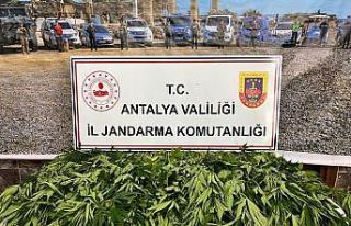 Antalya’da 268 kök kenevir ele geçirildi