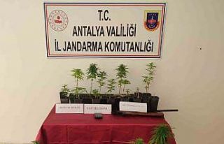Antalya’da 92 kök hint keneviri ele geçirildi