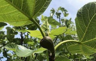 Antalya’da incir bahçeleri sezona hazırlanıyor