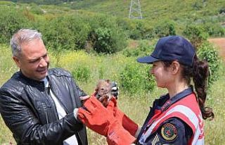 Arazide Çakal yavrusu buldu, jandarmaya teslim etti