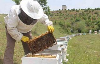 Arıcılar baharda da umduğunu bulamadı, yağışlar...