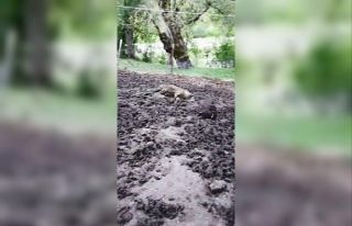 Artvin’de ağıla giren ayı 20 küçükbaş hayvanı...