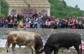 Artvin’de geleneksel düzenlenen boğa güreşleri...