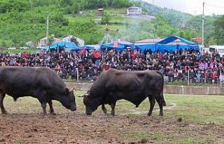 Artvin’de haftasonu düzenlenen boğa güreşleri...