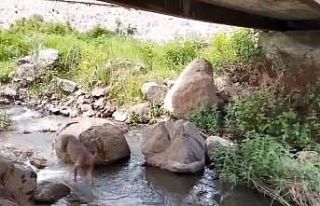 Artvin’de yerleşim yerlerine inen karacalar görüntülendi