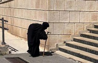 Asırlık çınar sandığa yürüyerek gitti