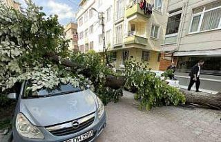 Avcılar’da ıhlamur ağacı araçların üzerine...