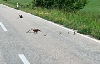Avlanması yasak angut ördeği yavrularını korumak...