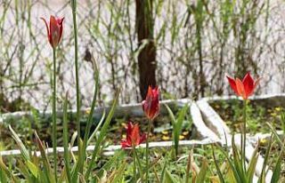 Avrupa’dan getirilen ‘yitik lale’ 127 yıl sonra...