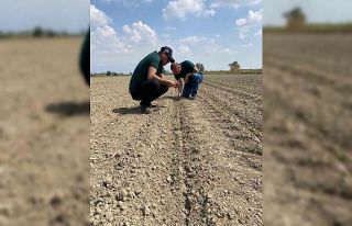 Aydın’da ‘beyaz altın’ için sahaya indiler