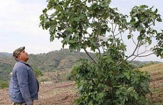 Aydın’ın incir deposu Meşeli, sel ve doluya teslim...