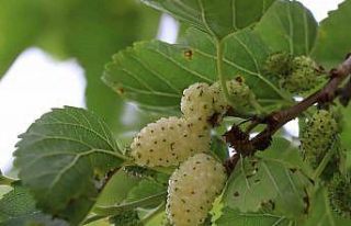 Ayvalı’da dutlara göz düştü