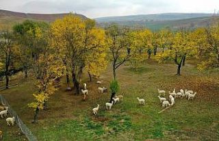 Azerbaycan, Türk turistlerin tatil rotası oldu