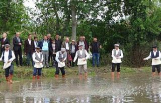 Bafra Ovası’nda çeltik tohumları toprakla buluşuyor